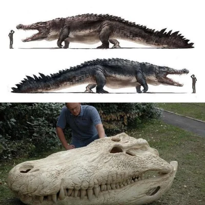 starnak - Purussaurus – rodzaj olbrzymiego kajmana żyjącego w późnym miocenie, około ...