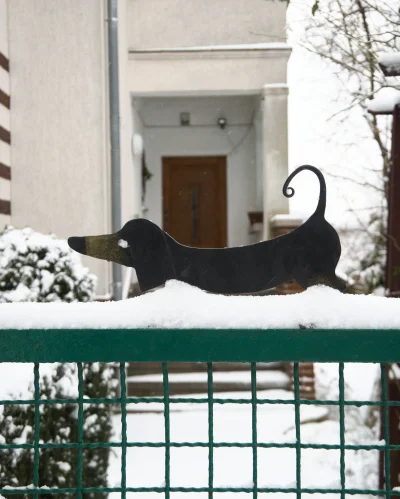 Sudet - Jamnik brodzi w śniegu na furtce prowadzącej do domu przy ulicy Na Niskich Łą...
