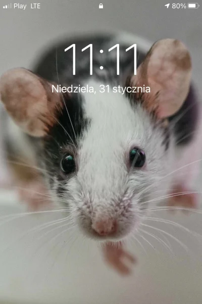 paczelok - #1111 #paczeclock