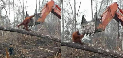 bambaryua - "Lasów najszybciej ubywa na dwóch wielkich azjatyckich wyspach: Borneo (I...