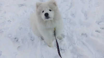 M_longer - Niedźwiedź polarny na śniegu.
Wymaga wybielenia już :D

#samoyed #psy #pok...