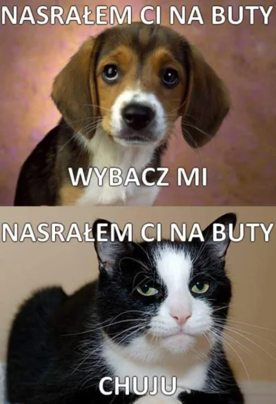 KLIFord - @Kotolazik: psy > koty