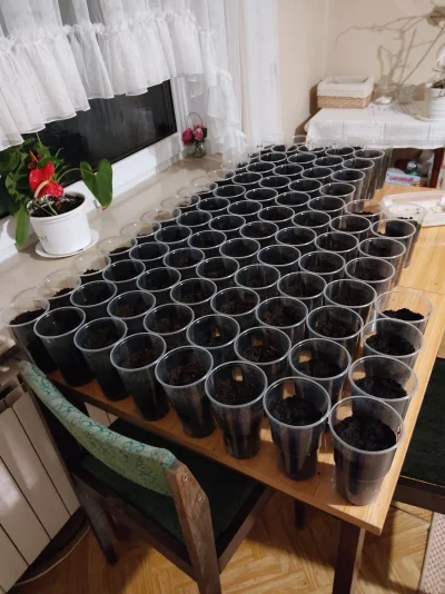 WielkiWladcaWypoku - Wczoraj wieczorem skończyłem sadzić papryczki ( ͡° ͜ʖ ͡°) 
60 J...
