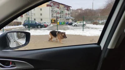 Rabusek - Jakiś pomysł co zrobić z dwoma psami które regularnie od kilku lat na 30-40...