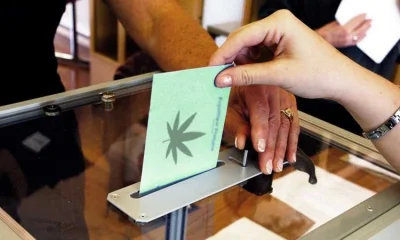 THC-THC - @THC-THC: Referendum: Nowozelandczycy Głosują Przeciwko Legalizacji Jak wid...