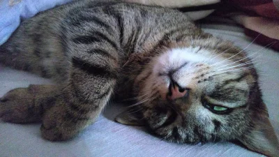 Namarin - @marcin-bialas111111111111111: 

Jeśli chcesz adoptować kota ze schronisk...