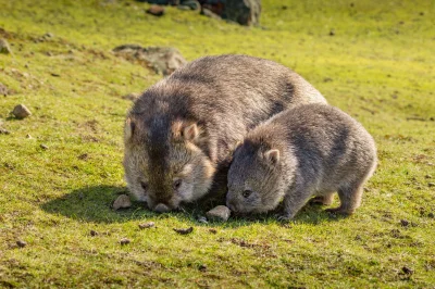 likk - zamiast powitania słów #porannaporcja tasmańskich wombatów

Wombat tasmański...