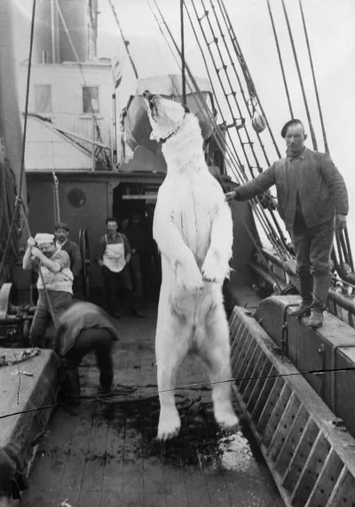 myrmekochoria - Załadunek zwłok niedźwiedzia polarnego na pokład statku, Hudson Bay, ...