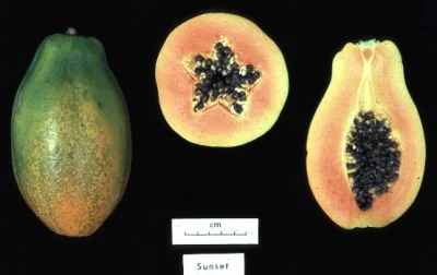 bialy100k - Dorzucę do ciekawostek papaję. Zawiera papainę - to enzym który podobno p...