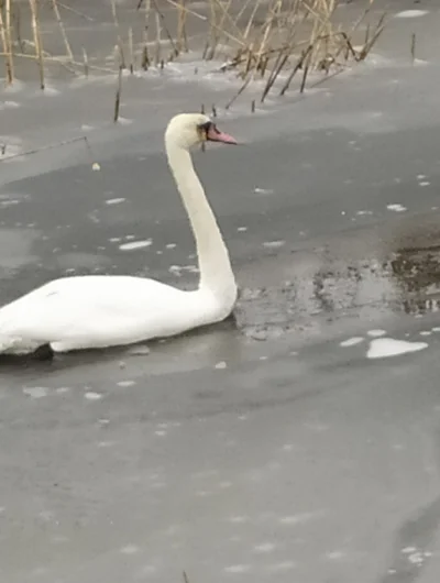 asadasa - Mirki, jestem u rodziców na wsi. Na miejscowym stawie pływają dwa łabędzie ...