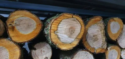 Dziubaster - #drewno #drzewa #las

Mircy, pierwszy raz widzę takie drewno, co to je...