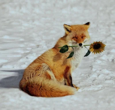 LubiePieski - Lisek przyniósł kwiatek specjalnie dla Ciebie, od teraz Twój poniedział...