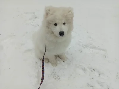 pollyanna - #psy #pokazpsa #samoyed 
jak tak ładnie rośnie to czuję się spełniona ja...