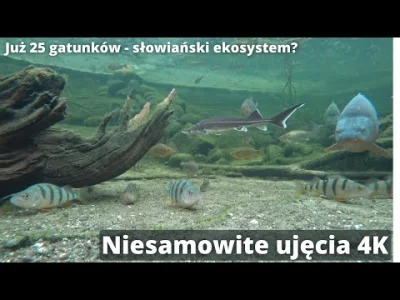 sakulbn - W całym tym syfie i bagnie wojny polsko - polskiej zapraszam na coś relaksu...