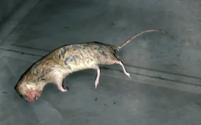 K.....a - Szczur z dying light

#szczuryposting