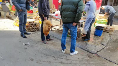 matiwoj11 - Żywą kurę można kupić na miejscu. Cena? Około 8zł za kilogram