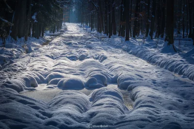 vitoosvitoos - Jak wygląda teraz las? Nieskażony ludzką stopą, zasypany śniegiem, mro...
