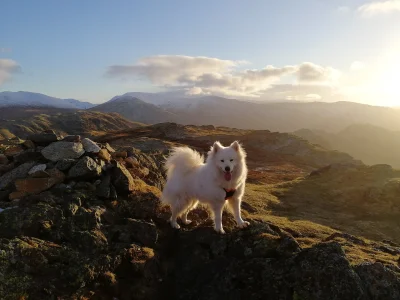 3t3r - Trekking z rana ʕ•ᴥ•ʔ. 
Wiecej w kom :) 

#samoyed #trekking #gory #pokazps...