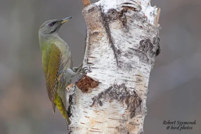 Lifelike - Dzięcioł zielonosiwy (Picus canus)
Głos
Autor
#photoexplorer #fotografi...