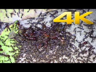 starnak - 4K | African Army Ants