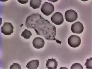 pokipoki - #biologia #natura #ciekawostki
Białej krwinki polowanie na bakterię.