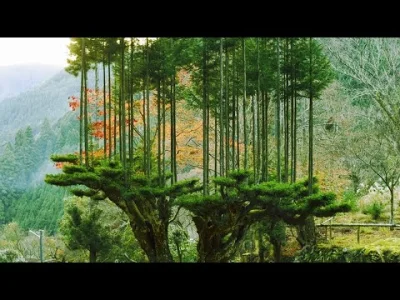 mikolaj-von-ventzlowski - @pogues: Tymczasem w Japonii uprawia się lasy na drewno bez...