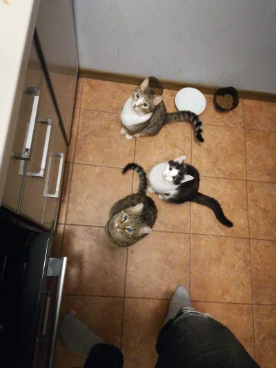 MrMarcin93 - Koty czekajom na jedzenie, jeden plus = jedną miseczka dla kotków 
#poka...