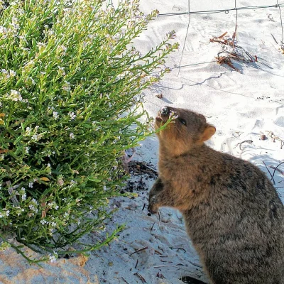 mfek00 - #quokka #quokkanadzis #zwierzaczki