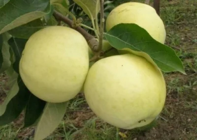 MateuszSobierajRIGCz - Nazwa gatunkowa: Jabłoń domowa (Malus domestica Borkh.) .
Naz...
