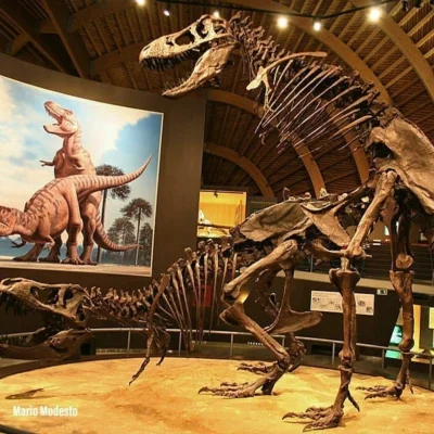 Asarhaddon - Gdybyście się zastanawiali jak robiły to tyranozaury:

#paleontologia #p...