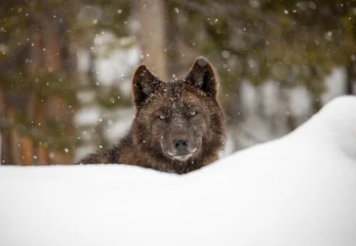 Fennrir - #wilk #smiesznypiesek #zwierzaczki #przyroda