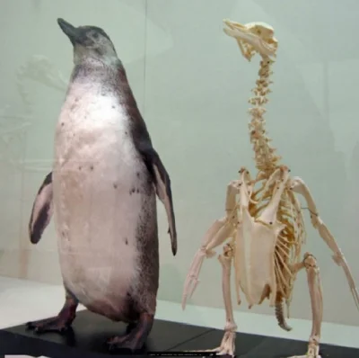 Mishy - ale te pingwiny dziwne są
#ciekawostki #pingwiny