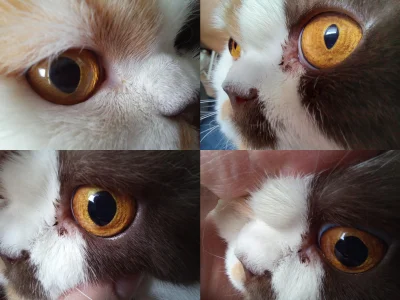 Panda1112 - Hej :-) Możecie poradzić, co się mojemu kotowi w lewe oko dzieje? Czy moż...