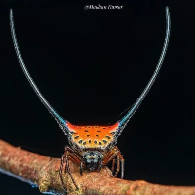 Lifelike - Macracantha arcuata /samica/
Południowoazjatycki gatunek pająka z rodziny...