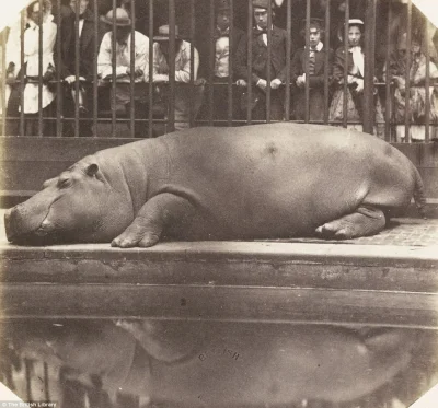 myrmekochoria - Hipopotam Obaysch drzemiący w zoo w Regent's Park, 1852. Hipopotam zo...