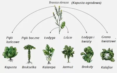 JoeShmoe - Podgatunki kapusty. #ciekawostki #kapusta #biologia #nauka #ewolucja