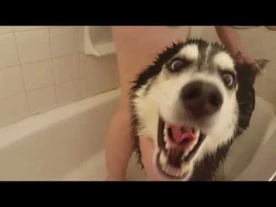 starnak - Husky Screaming While Getting a Bath