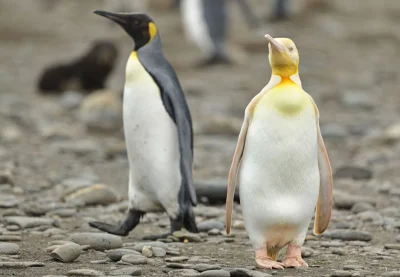 Lifelike - Pingwin królewski (Aptenodytes patagonicus)
_Wśród pingwinów drugi pod wz...