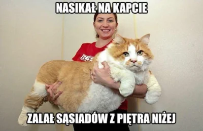 frow - #humorobrazkowy #koty