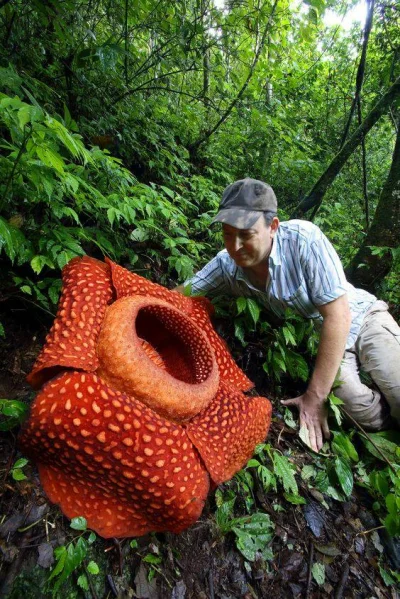 GraveDigger - Największy kwiat świata bukietnica Arnolda Rafflesia arnoldii 

Rośli...