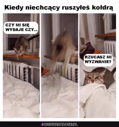 Babazkebaba - Koty tak majo #humorobrazkowy #gownowpis #memy #heheszki #cotenkotel #k...