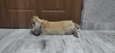 w.....g - Strażnik mieszkania... A wy co dalej jakieś pitbulle albo rottweilery? Nawe...