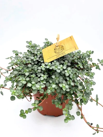 Woofinka - @Fr33: pilea glauca