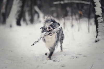 Vegan - Zdjęcie z zimowego spacereku ;)
#bordercollie #pies #zdjecia #veganfoto