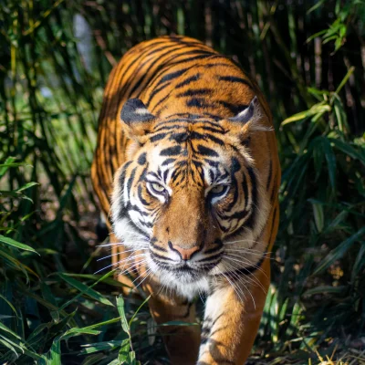 zbigniew-wu - Dzisiejsza fotka tygrysa sumatrzańskiego z wrocławskiego zoo. Bardzo mi...