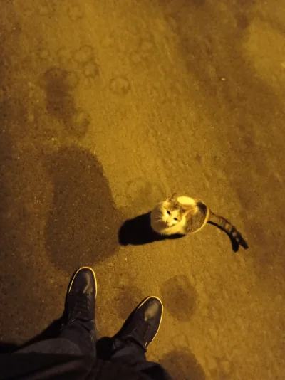 bArrek - Spotkałem takiego kotka na spacerze i spacerowaliśmy razem a potem jak jecha...