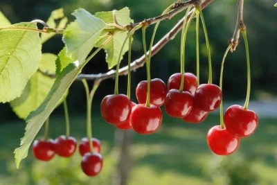 corka_mirka - Dzień dobry! Wiosenna pogoda, więc czym szanowni eksperci dzisiaj pachn...