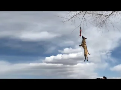 starnak - Belgian Malinois Dog: The Best Malinois dog jumping and climbing wall video...