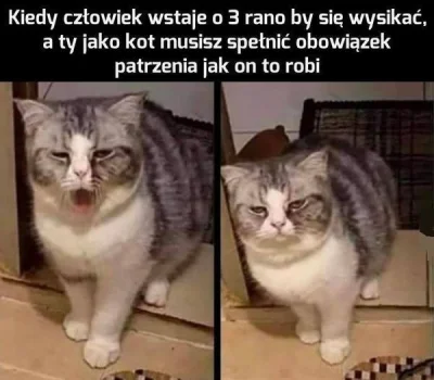 Pani_Asia - #koty #smiesznekotki #zwierzaczki #heheszki #meme #kot #kitku