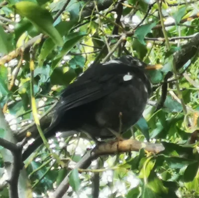 iamarobot - #ptaki #ornitologia #ptakdooceny
Pomoże ktoś w identyfikacji? Coś wielkoś...